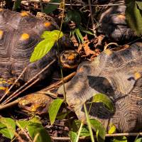 El grupo de animales liberados estaba compuesto por 20 tortugas hicoteas y 70 tortugas morrocoy, las cuales culminaron exitosamente un riguroso proceso de recuperación. FOTO CORTESÍA