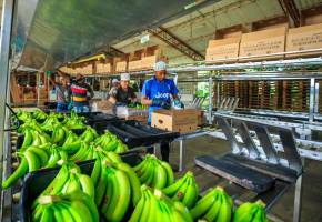 El crecimiento estuvo liderado por el café, el banano y el oro no monetario, mientras el petróleo cayó 7,2%. FOTO: CAMILO SUÁREZ