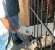 Video | “¡No les pegue!”: denuncian maltrato a dos perros en Bello