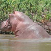 La problematica con los hipopótamos en el Magdalena Medio se volvió un tema de difícil control por la falta de depredadores y por los perjuicios ambientales que están generando. FOTO: JUAN ANTONIO SÁNCHEZ