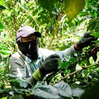 El mucílago es la capa pegajosa que está entre la cáscara y el grano de café. FOTO: Cortesía ITM