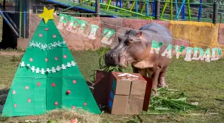 Es importante destacar que cada actividad es estrictamente personalizada. Los especialistas de Hacienda Nápoles diseñan cada “regalo” y dinámica dependiendo de la especie, la alimentación habitual y los gustos individuales de cada animal. Foto: Juan Antonio Sánchez