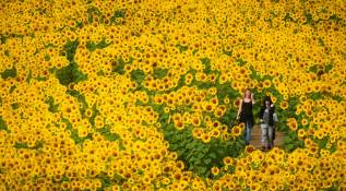 La granja cosecha diferentes productos durante el año, girasoles en verano, calabazas en otoño y árboles de Navidad a fin de año. Foto: GETTY