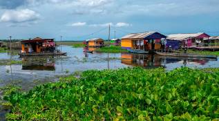 Ante esta situación, los habitantes de Nueva Venecia hacen un llamado urgente a las autoridades ambientales y al Gobierno Nacional para implementar planes de control que frenen la propagación de la planta y protejan tanto el ecosistema como la vida de quienes lo habitan. Foto: AFP
