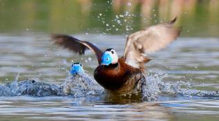 Se encuentra generalmente en hábitats acuáticos, como lagunas, ríos, pantanos y humedales. Este tipo de hábitat es esencial para la supervivencia de la especie, ya que es donde encuentra su alimento y se reproduce. Foto: Getty