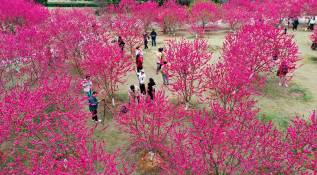 En la provincia de Fujian de China, turistas disfrutan del colorido paisaje natural que las flores de durazno le dan por estos días al Parque Forestal Nacional de Fuzhou. Foto: GETTY