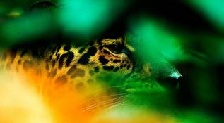 En Colombia, El jaguar tiene presencia en el Sistema Nacional de áreas protegidas como en los Parques Nacionales Naturales, Sierra Nevada de Santa Marta, Tayrona, Catatumbo Barí, Paramillo, Utría, Katíos, La Paya, Serranía de Chibiriquete, Cahuinarí, Sierra de la Macarena, Amacayacu, Río Puré, Tuparro, Tinigua, Los Picachos, Yaigojé Apaporis, la Reserva Nacional Natural Punawai, Reserva Nacional Natural Nukak y el Santuario de Flora Plantas Medicinales Orito Ingi Ande entre otros. Foto: Camilo Suárez Echeverry
