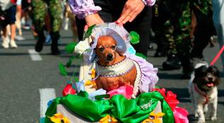 La 26ª Caminata Canina de Tierragro fue, una vez más, un éxito rotundo, dejando en claro que el amor por las mascotas es una parte vibrante y esencial del espíritu de la Feria de las Flores, consolidándose como un espacio donde la diversión y la conciencia animal caminan de la mano. FOTO: Camilo Suárez Echeverry