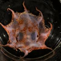 Ejemplar del pulpo flapjack de Carnarvon, una nueva especie descubierta en aguas profundas frente a las costas de Australia Occidental, a más de 1.000 metros de profundidad. FOTO cortesía 