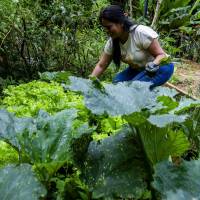 Yesenia Loaiza tiene sus eras y ha sido artífice de la investigación con la mosca soldado negro. FOTOS: Julio César Herrera Echeverri