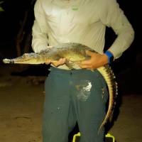 Un ejemplar de cocodrilo de Cozumel, una de las dos nuevas especies identificadas en el Caribe mexicano y en riesgo por su baja población. FOTO cortesía Universidad de de McGill
