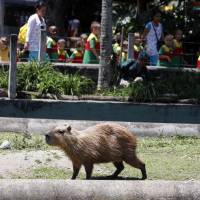 Un chigüiro hembra y su cría recién nacida murieron por la pólvora en el Parque de la Conservación. FOTO: Manuel Saldarriaga Quintero