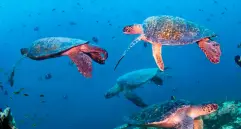 En Colombia, la tortuga verde puede observarse en zonas como el Parque Nacional Gorgona y el Golfo de Urabá, donde su presencia refleja el éxito de las medidas de conservación marina. FOTO cortesía WWF