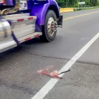 El tramo entre Mutatá y Necoclí ha sido el más crítico en atropellamiento de animales. Foto: cortesía.