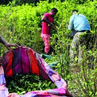 En Antioquia, los municipios con más cultivos de uso ilícito son Valdivia, Tarazá, Anorí, Cáceres e Ituango. Los cinco agrupan el 77% de toda la coca cultivada acá. FOTO Manuel Saldarriaga. 