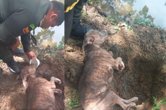 El cachorro recibió atención veterinaria en el sitio y después fue trasladado a una clínica especializada. FOTOS CORTESÍA 