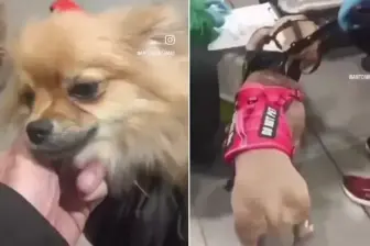Esto fue lo que dijo una pareja que abandonó a dos perros en el Aeropuerto El Dorado de Bogotá. FOTOS: Capturas de video