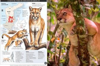Imagen de referencia de un puma concolor, especie que también merodea por el Aburrá y otras partes de Antioquia. FOTO: Cortesía.