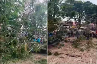 El árbol cayó en pleno parque de Villa Hermosa, comuna 8 de Medellín. FOTOS: Captura de video Dagrd