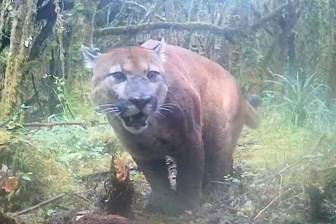 Una cámara trampa registró un puma (Puma concolor) en la Reserva ProAves Loro Fuertesi, en Cajamarca, Tolima, como parte del monitoreo de fauna silvestre. Foto: Reserva ProAves Loro Fuertesi