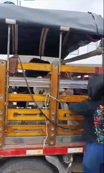 Vacas devueltas a su dueña. FOTO: Captura de video @Policíanacional