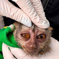 Las dos martejas rescatadas en el último mes llegaron en estado lamentable al Centro de Atención, Valoración y Rehabilitación de Fauna Silvestre (CAVR). FOTO: CORTESÍA AMVA