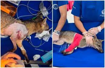 El animal fue atropellado en Barbosa y trasladado por los bomberos hacia el centro de atención de fauna silvestre, donde lo sometieron a una cirugía. FOTOS: Cortesía AMVA