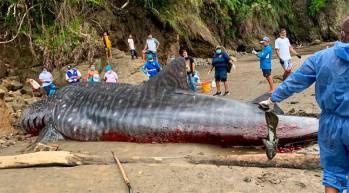 Un ejemplar de tiburón ballena encalló en las playas de Bahía Solano, Chocó. Foto: Codechocó