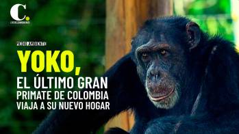 Yoko: el último gran primate de Colombia encuentra un nuevo hogar en Brasil