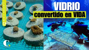 Botellas que se convierten en vida: el proyecto que salva corales en San Andrés