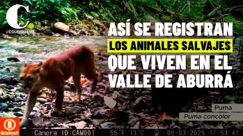 Así se registran los animales salvajes que viven en el Valle de Aburrá