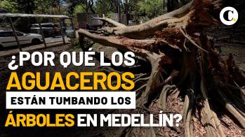 Árboles que parecen sanos, pero pueden caer: el peligro oculto en Medellín