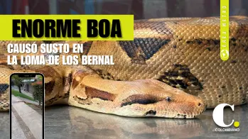 Boa constrictor apareció deambulando en barrio de Medellín