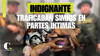 Indignante: extranjeros intentaron sacar a 6 bebés simios ocultos en sus partes íntimas
