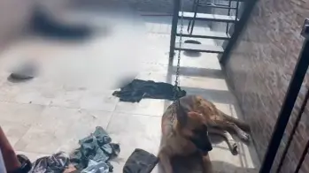 El pastor alemán y el rottweiler estaban en el mismo sitio, pero este último fue encontrado muerto. FOTO Cortesía Policía