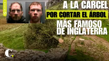 A la cárcel por talar el árbol más famoso de Inglaterra