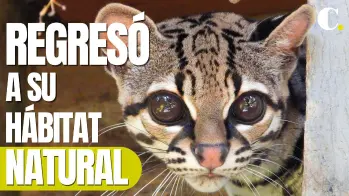 Tigrillo que creció en cautiverio volvió a su hábitat natural