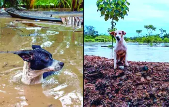 Este es el panorama actual en municipios como Apartadó, Necoclí, Turbo y Chigorodó, donde los animales han sido encontrados en pésimas condiciones; muchos de ellos han muerto en las inundaciones. FOTO: CORTESIA