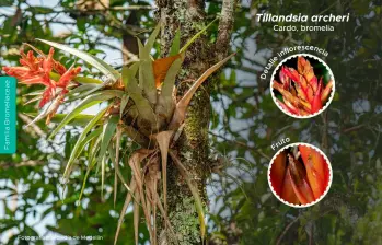 Las epífitas, como orquídeas y bromelias, crecen sobre los árboles sin dañarlos y son indicadores de la salud de los bosques de San Antonio de Prado. FOTO cortesía Alcaldía de Medellín