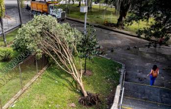 Fueron muchos los árboles caídos en varias partes del Valle de Aburrá, como este de la imagen, en Envigado. FOTO: Jaime Pérez