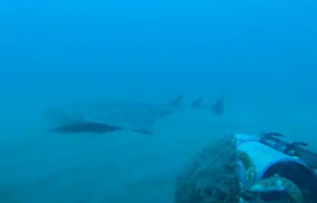 El tiburón ángel, también llamado angelote, puede alcanzar hasta 2,5 metros de longitud y se camufla en el fondo marino para cazar, una habilidad que lo hace casi invisible a simple vista. FOTO cortesía CBMWC