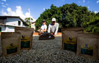 El café se seca al natural en la zona rural de Ituango y ya tiene marca de origen. En la imagen aparecen Martín Martínez y Margarita Aguirre, dos directivos de Asoituangüinos. FOTO julio césar herrera