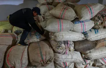 El ciclo bienal del cafeto y las lluvias del primer semestre explican la menor producción de café en 2025. FOTO: EL COLOMBIANO