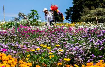 La feria de las flores irá del 31 de julio al 9 de agosto. FOTO Julio César Herrera