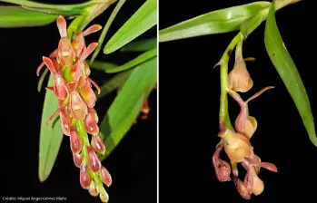 La Epidendrum rasmussenii, de flores rojo carmín y verde amarillento, fue hallada en la Reserva ProAves El Dorado, en la Sierra Nevada de Santa Marta.FOTO cortesía MIguel Ángel Gómez Riaño