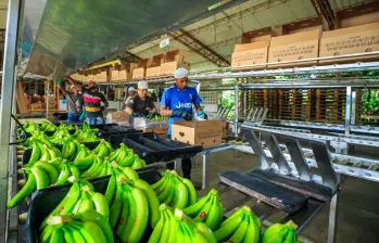 El crecimiento estuvo liderado por el café, el banano y el oro no monetario, mientras el petróleo cayó 7,2%. FOTO: CAMILO SUÁREZ