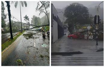 Así quedaron los árboles caídos tras el fuerte aguacero de la tarde de este viernes 28 de febrero. FOTO: Cortesía Denuncias Antioquia