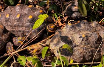 El grupo de animales liberados estaba compuesto por 20 tortugas hicoteas y 70 tortugas morrocoy, las cuales culminaron exitosamente un riguroso proceso de recuperación. FOTO CORTESÍA