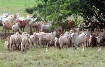 El Gobierno Nacional busca reducir el precio del ganado en pie para contener el alza en la carne. FOTO EL COLOMBIANO