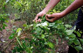 Los departamentos con más coca cultivada son Nariño, Putumayo, Antioquia, Cauca y Norte de Santander. FOTO: MANUEL SALDARRIAGA.